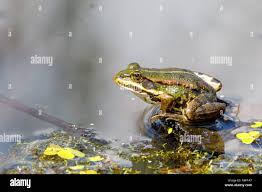 Attēlu rezultāti vaicājumam “Pelophylax adult”
