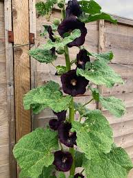 Image result for Alcea rosea nigra