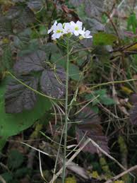 Attēlu rezultāti vaicājumam “Cardaminopsis arenosa leaf”