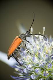 Attēlu rezultāti vaicājumam “Anastrangalia sanguinolenta”