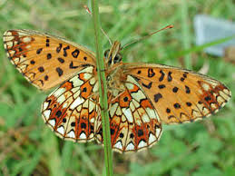 Attēlu rezultāti vaicājumam “Clossiana selene”