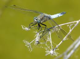Attēlu rezultāti vaicājumam “Libellula fulva”