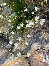 Attēlu rezultāti vaicājumam “Sagina nodosa flower”