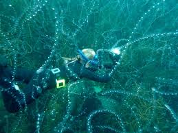 Image result for Iom Aquaholics