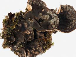 Attēlu rezultāti vaicājumam “Peltigera extenuata”