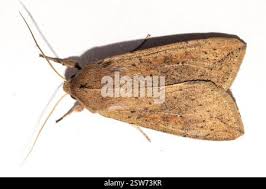 Attēlu rezultāti vaicājumam “Mythimna sp.”