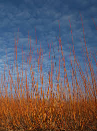 Attēlu rezultāti vaicājumam “Salix x fragilis”