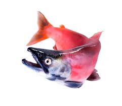 Image result for Oncorhynchus nerka