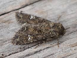 Attēlu rezultāti vaicājumam “Mamestra brassicae”