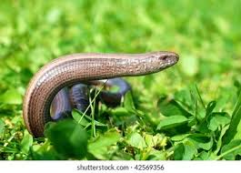 Attēlu rezultāti vaicājumam “Anguis fragilis”