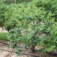 Attēlu rezultāti vaicājumam “Lonicera caerulea var. pallasii”