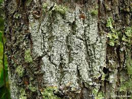 Attēlu rezultāti vaicājumam “Pertusaria amara”