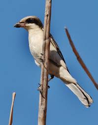 Image result for Lanius minor