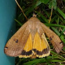 Attēlu rezultāti vaicājumam “Noctua pronuba”