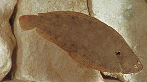 Image result for Solea solea