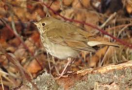 Image result for Catharus guttatus