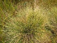 Attēlu rezultāti vaicājumam “Nardus stricta”