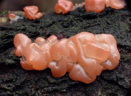 Attēlu rezultāti vaicājumam “Craterocolla cerasi”