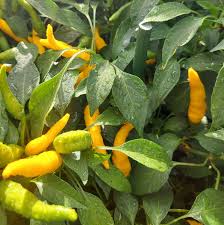Afbeeldingsresultaat voor thai yellow hot pepper