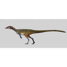 Attēlu rezultāti vaicājumam “Didymium serpula young”