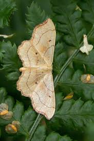 Attēlu rezultāti vaicājumam “Idaea emarginata”