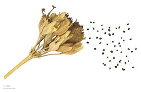 Attēlu rezultāti vaicājumam “Primula veris fruit”