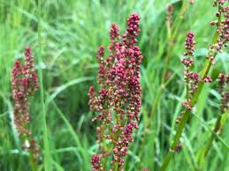 Attēlu rezultāti vaicājumam “Rumex acetosa”