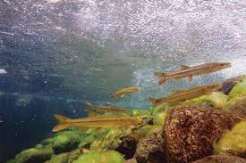 Image result for Ptychocheilus grandis