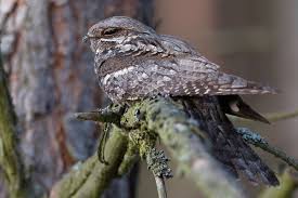 Attēlu rezultāti vaicājumam “Caprimulgus europaeus adult”