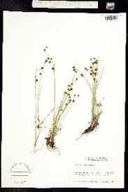 Attēlu rezultāti vaicājumam “Juncus alpinoarticulatus”