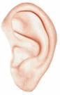 28 Ear Clip Art Ear-clip-art-1 – Best Clip Art Blog