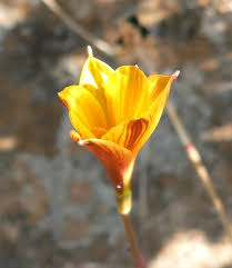 Attēlu rezultāti vaicājumam “Tubifera applanata”