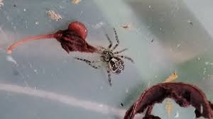 Attēlu rezultāti vaicājumam “Phylloneta cocoon”