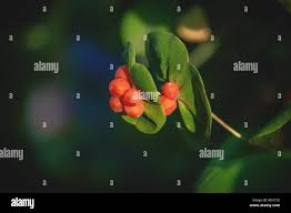 Attēlu rezultāti vaicājumam “Lonicera caprifolium fruit”