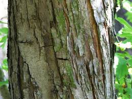 Attēlu rezultāti vaicājumam “Crataegus chlorosarca”