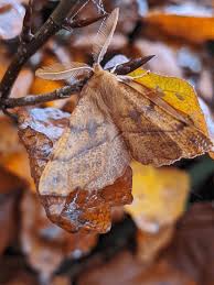 Attēlu rezultāti vaicājumam “Colotois pennaria”