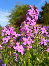 Image result for Hesperis matronalis