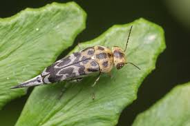 Attēlu rezultāti vaicājumam “Mordellidae”