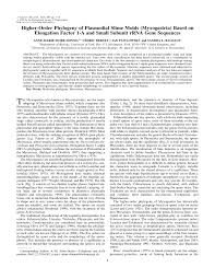 Attēlu rezultāti vaicājumam “Trichiaceae, Hemitrichiaceae, Arcyriaceae”