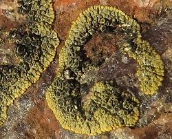 Attēlu rezultāti vaicājumam “Caloplaca scopularis”