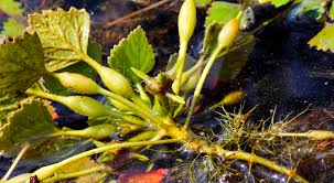 Attēlu rezultāti vaicājumam “Trapa natans”