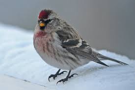 Attēlu rezultāti vaicājumam “Carduelis flammea male”