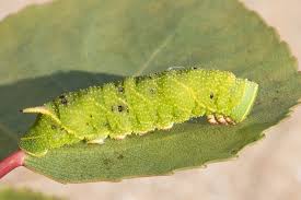 Attēlu rezultāti vaicājumam “Laothoe populi imago”