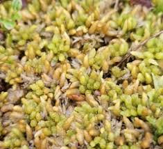 Attēlu rezultāti vaicājumam “Sphagnum papillosum”