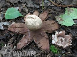 Attēlu rezultāti vaicājumam “Geastrum rufescens”
