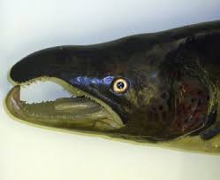 Image result for Chrysoblephus cristiceps