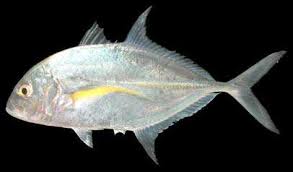 Image result for Caranx melampygus