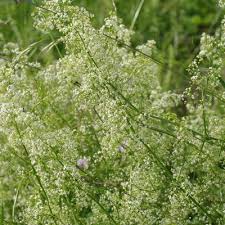 Attēlu rezultāti vaicājumam “Galium album bud”