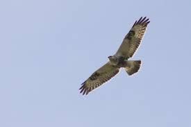 Attēlu rezultāti vaicājumam “Buteo lagopus”