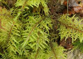 Attēlu rezultāti vaicājumam “Hylocomium splendens sporophyte”